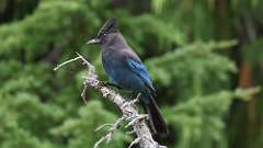 361: vancouver-island-Stellers jay 0C3_0536
