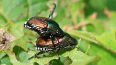 69: 2024-08-23-Japanese beetle 6M2_0217