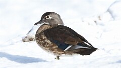 10: 2025-01-26-wood duck 0C3_0205