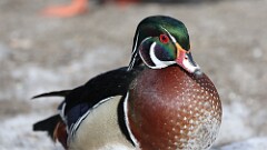 15: 2025-03-01-wood duck 0C3_0034