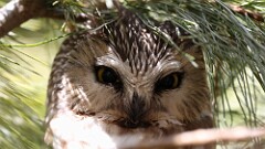 23: 2025-03-08-owl 0C3_0178