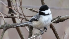 44: 2025-04-03-Black-capped Chickadee 0C3_0150