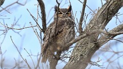 49: 2025-04-06-Great Horned Owl 0C3_0099