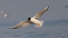 60: 2025-04-18-Bonapartes Gull 0C3_1289