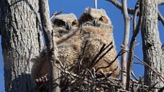 68: 2025-04-22-Great Horned Owl 0C3_0193