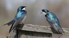 70: 2025-04-24-tree swallows 0C3_0172