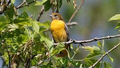 88: 2025-05-10-Baltimore Oriole 0C3_0618