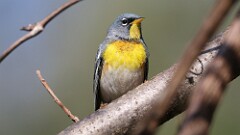 89: 2025-05-10-Northern Parula 0C3_0768