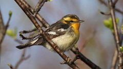 94: 2025-05-12-Blackburnian Warbler 0C3_0405