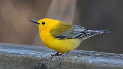 98: 2025-05-15-Prothonotary Warbler 0C3_1006