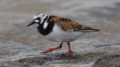 113: 2025-05-25-Ruddy Turnstone 0C3_1406