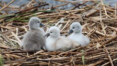 115: 2025-05-25-swans 0C3_3637