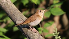 143: 2025-06-14-Veery 0C3_1091
