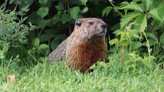 145: 2025-06-15-groundhog 0C3_3454