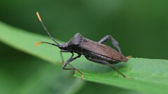 151: 2025-06-21-leaf-footed bug 6M2_0185