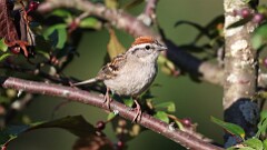 162: 2025-07-01-Chipping Sparrow 0C3_0365