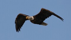 164: 2025-07-02-Bald eagle 0C3_2121