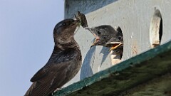 176: 2025-07-12-Purple martin Cicada 0C1_2990