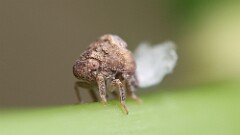 178: 2025-07-19-planthopper nymph 5M2_0261
