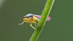 180: 2025-07-19-red banded leafhopper 5M2_0528