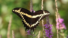 208: 2025-07-31-giant swallowtail 5M2_0460