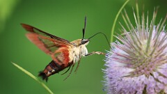223: 2025-08-04-Hummingbird moth 0C1_2140