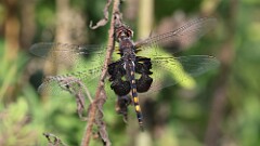 254: 2025-08-30-Black Saddlebag 5M2_0117