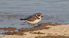 267: 2025-09-06-Semipalmated Plover 5M2_1756