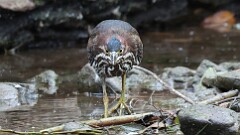 270: 2025-09-13-Green heron 5M2_1734