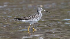 277: 2025-09-14-Greater Yellowlegs 5M2_1335