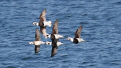 313: 2025-11-02-long-tailed duck 5M2_0517