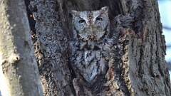 326: 2025-11-20-Eastern screech owl 5M2_0147